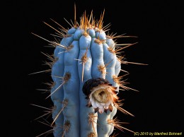 Azureocereus hertlingianus 980